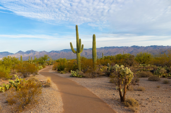 Cactuses in a desert landscape